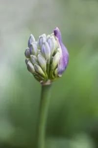 agapanthus