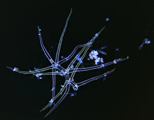 Blau Blaue Thalasso-Algen schwarz auf Hintergrund