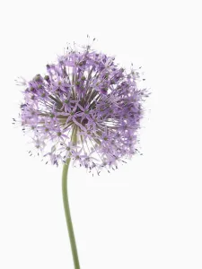 Frost Hardy Plants Drucke: allium gladiator, allium