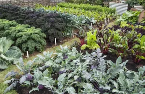 Outdoor Vegetable Garden Drucke: Allotment