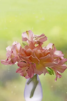 Peruvian Lily Drucke: Alstroemerias