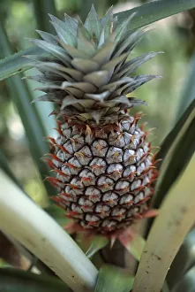 Pineapple Nutrition Facts Drucke: Ananas comosus Pineapple