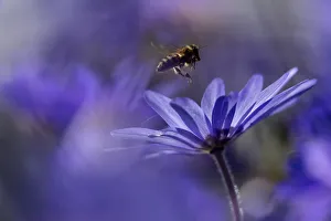 Winterwindblume anemonen Blanade blaue Schatten