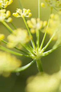 Open Air Botanical Garden Photos Drucke: apiaceae