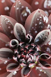 Red Dahlia Drucke: Arabian Night