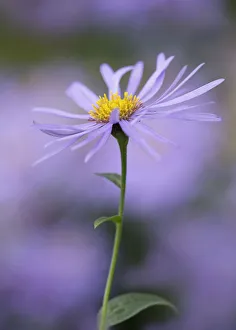Autumn Flowering Plants Drucke: AsterxFrikatii Monch