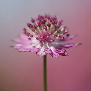Pastel Coloured Flowers Drucke: Astrantia, Masterwort, Astrantia, Astrantia major Roma