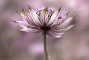 Astrantia, Meisterwort, Astrantia - Major Pink Penny