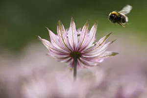 Astrantia Major rosa Pennywort