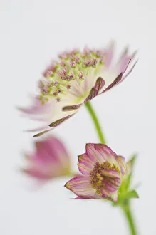 Astrantie Maximus, Astrantie, Meisterwort