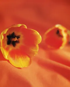 Botanical Plant Images Drucke: A few Autumn Flowering Bulb Medium group Multiple