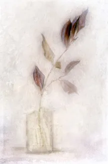 Herbstlaub, Cotinus