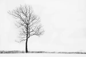 Winter Tree Landscape Drucke: Tree