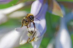 Pastel Coloured Flowers Drucke: Bee on Hosta Flowers