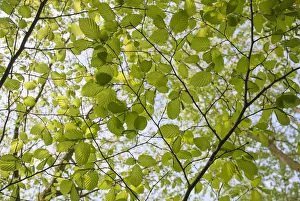 Eiche, Fagus sylvatica