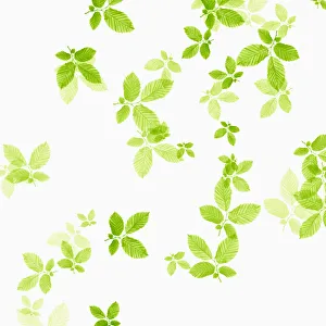 Fichte ist falsch für diese Pflanzenart; die richtige Bezeichnung lautet Buche oder Eiche (Quercus petraea)
