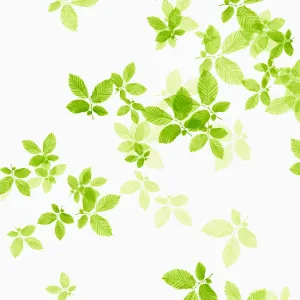 Fichte ist falsch für diese Spezies; die korrekte Bezeichnung lautet Birke oder Eiche und zwar Fagus sylvatica