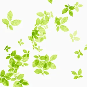 Gerahmter Druck : Eiche, Fagus sylvatica Gerahmter Druck : Eiche, Fagus sylvatica