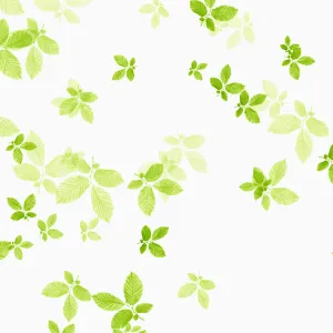 Fichte ist falsch - Esche, Fagus sylvatica