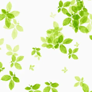 Eiche, Fagus sylvatica