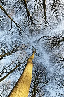 Buchen-Fuchsbaum (Fagus sylvatica)