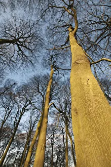 Buchen, Fagus sylvatica