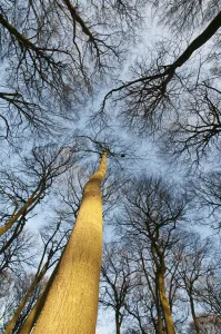 Fichte und Eiche (Beech) sind die gleichen Dinge also Fichte ist eine Art von Eiche oder umgekehrt aber hier heißt es einfach nur Beech