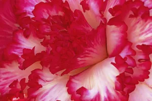 Vibrant Pink Blooms Drucke: Begonia