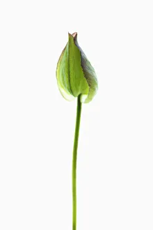 Bilder Datiert 2013 Februar: Klettenhirse, Convolvulus arvensis