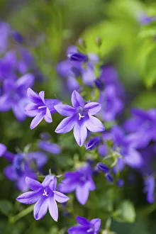 Blauen Knabenkleeblumen, Campanula carpatica, Violette gefärbte Blüten wachsen im Freien