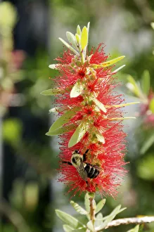 Gerahmter Druck : Botteldorn, Callistemon Gerahmter Druck : Botteldorn, Callistemon