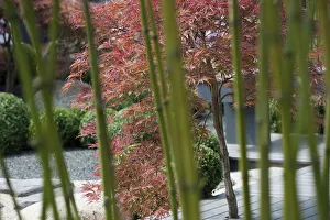 Buxus Sempervirens Drucke: Box, Common Box, Buxus sempervirens, A japanese style planting of box balls with bamboo