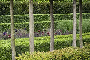 Buchscheunke, häufig, Buxus sempervirens