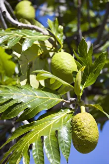 Brotfrucht, Artocarpus altilis