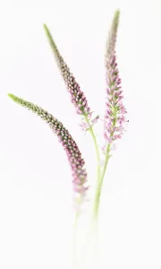 Buddleja