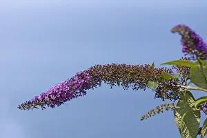 Buddleja Davidii Drucke: Buddleja Davidii