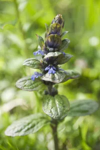 Summer Flowering Plants Europe Drucke: bugle, ajuga reptans