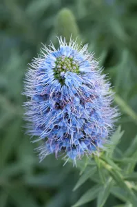 Echium candicans als Bugloss