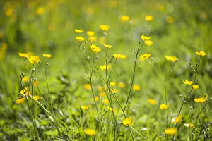 Buttercup Flower Drucke: Buttercup, Ranunculus acris