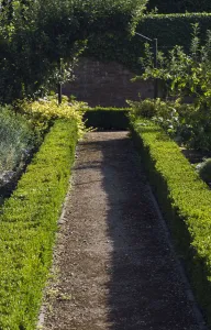 Buxus Sempervirens Drucke: Buxus sempervirens Box - common