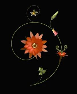 Studio Photography Of Flowers Drucke: Cactus, Studio shot against black background with creative pattern