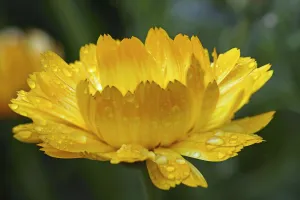 Alternative Medicine Flowers Drucke: Calendula b