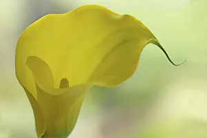 Zweig von der Calla, Lilie