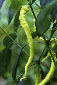 Summer Fruit Drucke: Capsicum annuum Chilli Green subject