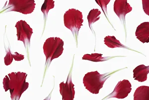 Backlit Flower Photography Drucke: carnation, dianthus