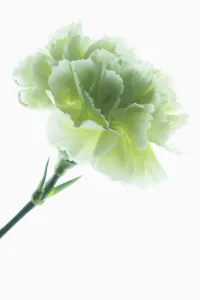 Carnation Flower Drucke: Carnation, Dianthus caryophyllus CFPC Jade