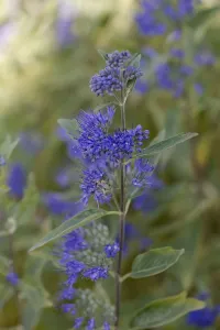 Summer Flowering Shrubs Drucke: Caryopteris