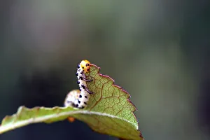 Caterpillar