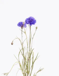 Zentauria Cyanus, Kornblume