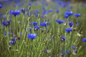 Centaurea Cyanus Drucke: Centaurea cyanus Cornflower Blue subject